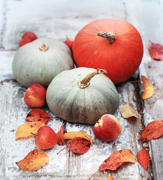 Zucche e mele d'autunno — Foto Stock