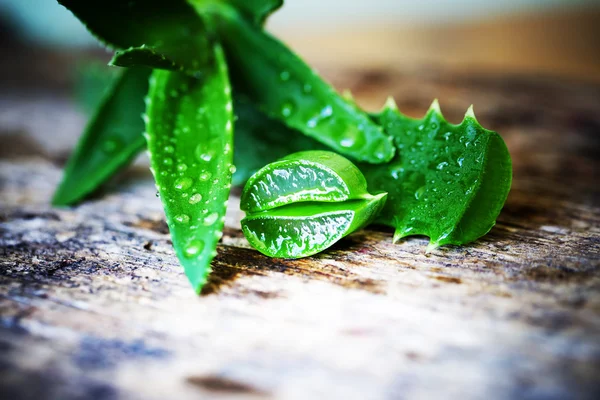 Aloe bitkisinin yeşil yaprakları