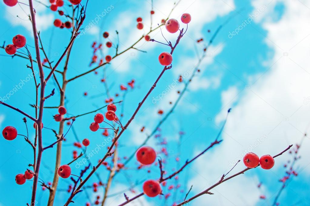 Autumn berries against a blue sky