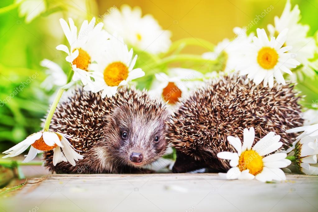 Картинки ежик и ромашки