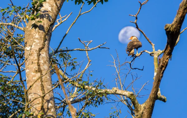 Caracara over boom tegen maan — Stockfoto