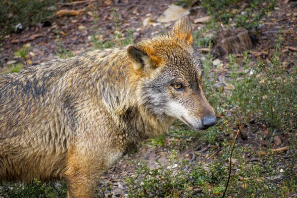 Close-up van natte Canis Lupus Signatus — Stockfoto