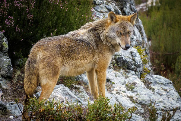 Mokry Canis Lupus Signatus nad skały — Zdjęcie stockowe