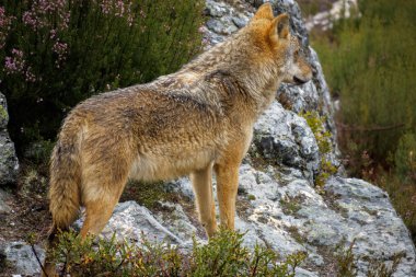 Islak Canis Lupus Signatus kayaların üzerinden izlerken