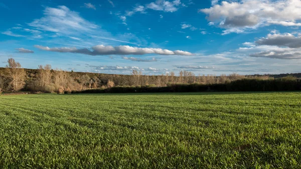 Зеленое пшеничное поле против голубого неба — стоковое фото