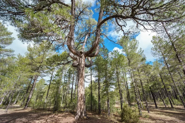 燭台の形の松の木 — ストック写真