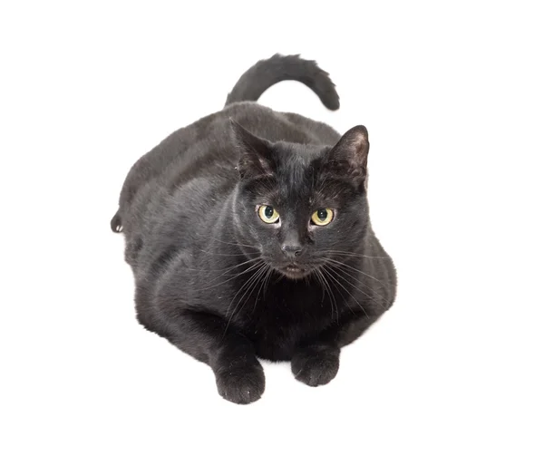 Black cat over white — Stock Photo, Image