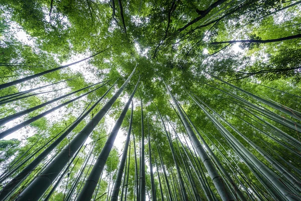 Góry Arashiyama bambusowy gaj w Kioto w Japonii. — Zdjęcie stockowe