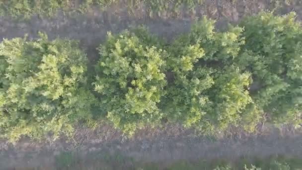 Élévation au-dessus du champ d'oranger, slog de couleur plate — Video