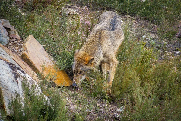 Primer plano de mojado Canis Lupus Signatus olfateando — Foto de Stock