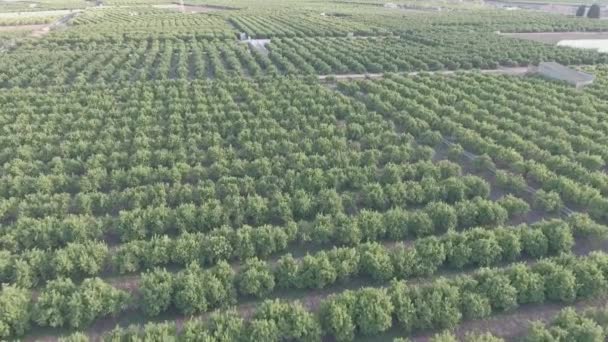 Vue aérienne du champ d'oranger en couleur plate 