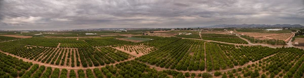 バレンシア オレンジ フィールド全景空撮 — ストック写真