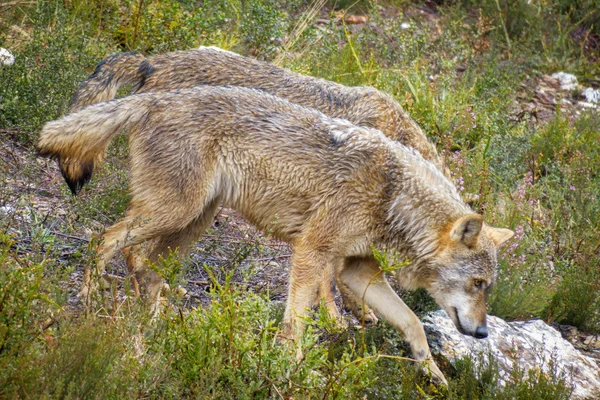 Nahaufnahme von nassen Wölfen canis lupus signatus — Stockfoto