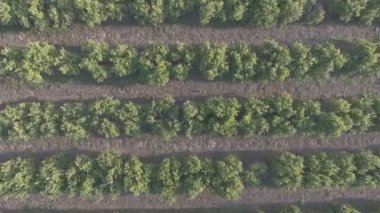 Tavşan, düz renk ile portakal ağacı alanının havadan görünümü