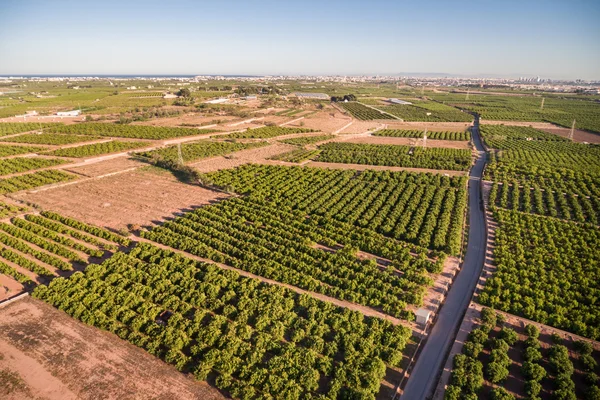 Vista aérea de campos de naranjas en Valencia, atardecer — Foto de Stock