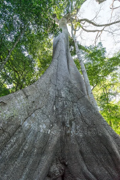 Ceiba albero di pentandra nella foresta pluviale amazzonica — Foto Stock