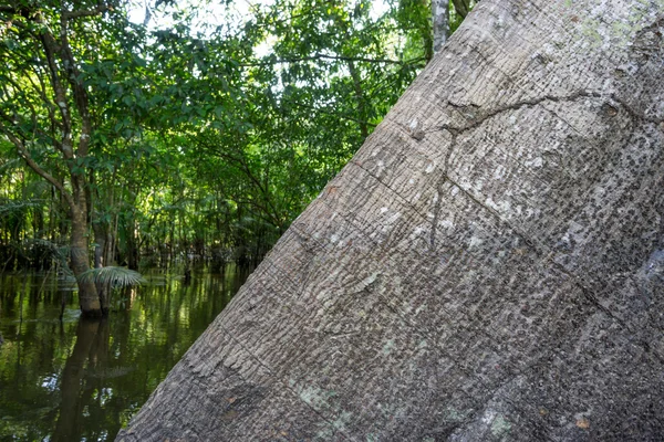 Ствол дерева Сейба Пентандра в тропическом лесу Амазонки — стоковое фото