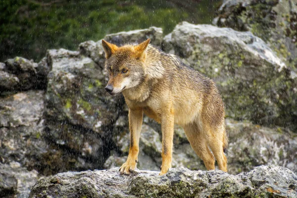 Wet Canis Lupus Signatus vigilando las rocas mientras llueve — Foto de Stock