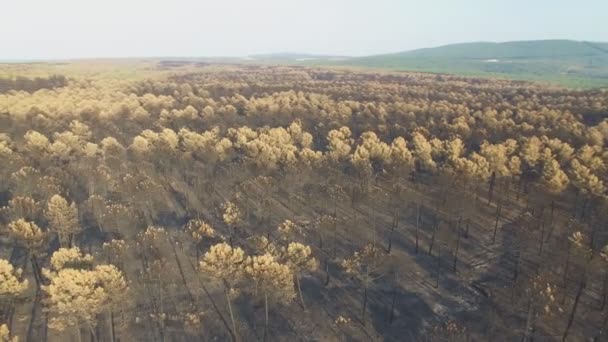 Вращение вокруг сгоревшего соснового леса — стоковое видео
