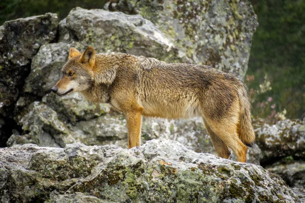 Wet Canis Lupus Signatus vigilando las rocas mientras llueve — Foto de Stock