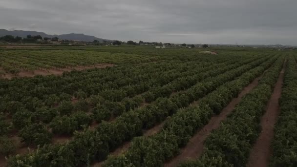 Luftaufnahme des Orangenbaumfeldes in flacher Farbe — Stockvideo