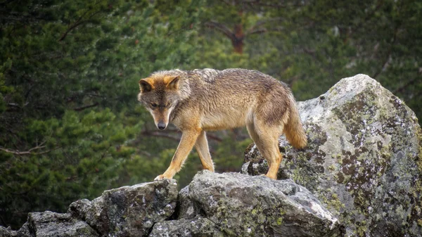 Wet Canis Lupus Signatus vigilando las rocas mientras llueve — Foto de Stock