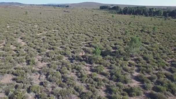 Männliche Hirsche laufen in der Glätte, Luftaufnahme — Stockvideo