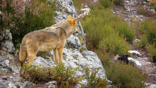 岩の上を見て濡れた Canis Lupus Signatus — ストック写真