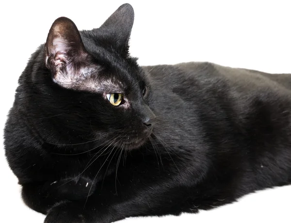 Czarny kot, biały patrząc po prawej stronie obrazu — Zdjęcie stockowe