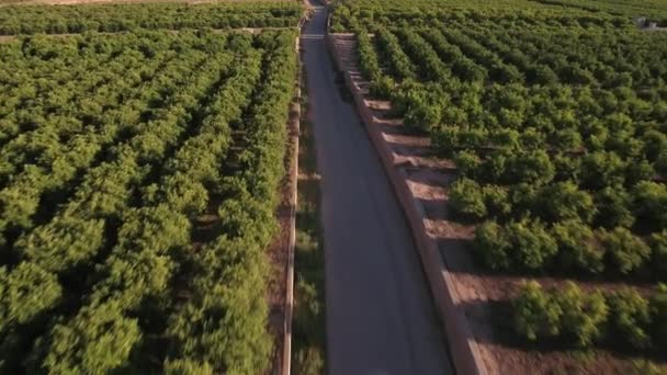 Vue aérienne du champ d'orangers avec route 