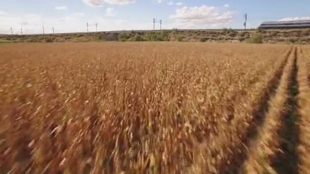 Szybki pociąg niedaleko pola uprawne kukurydzy — Wideo stockowe