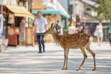 Miyajima Island, Japonya sokaklarında küçük geyik