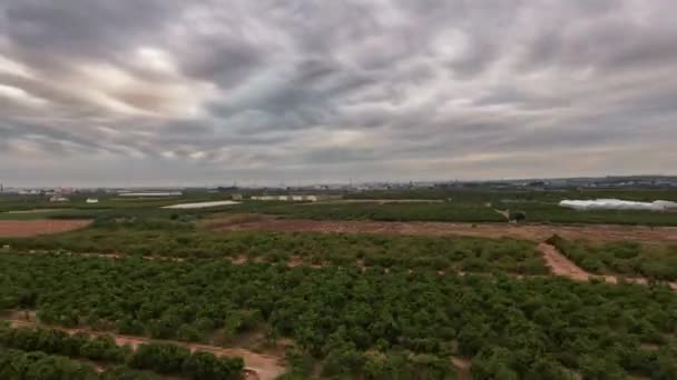 Flygfoto tid förfaller av apelsinträd fält — Stockvideo