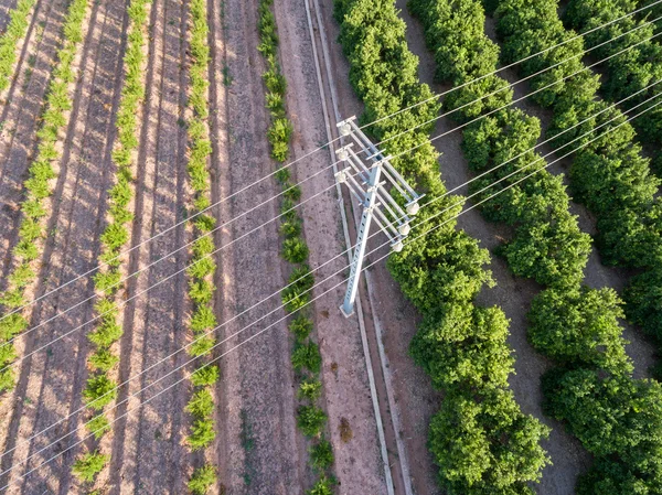 Вид с воздуха на электрическую башню и апельсиновые деревья — стоковое фото