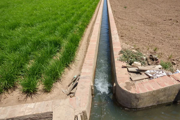 Horchata plantation et canal d'irrigation — Photo