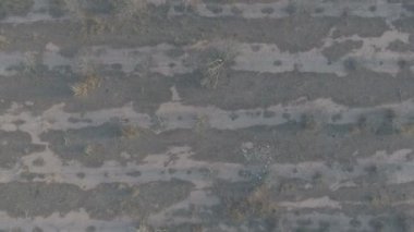 Portakal ağacı alanı, düz renk kurumaya yaklaşırken havadan görünümü
