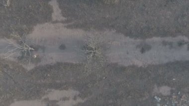 Kuru portakal ağacı alanın, düz renk havadan görünümü