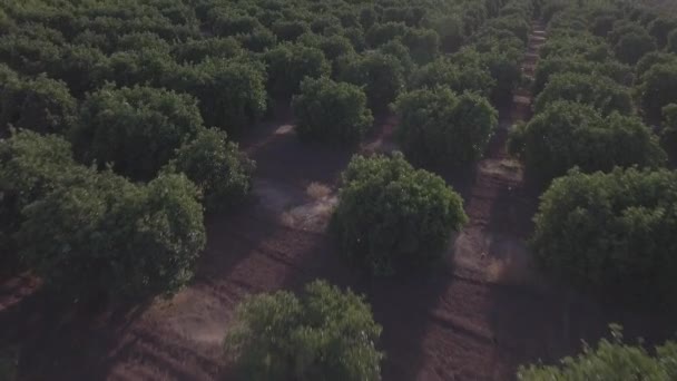 Luftaufnahme des Orangenbaumfeldes in flacher Farbe, Hintergrundbeleuchtung — Stockvideo