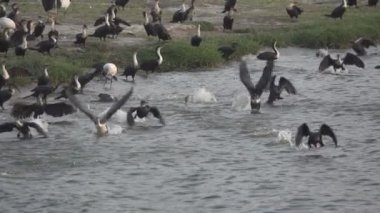 Birçok karabatak ağır çekimde uçuşmaya