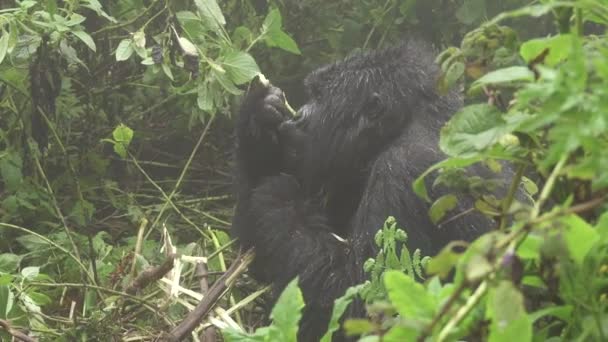 Fontaine gorille manger avec profil de couleur plate 