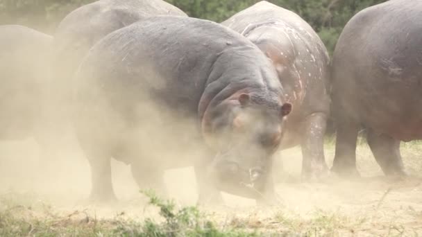 Angry hippo in slow motion — Stock Video