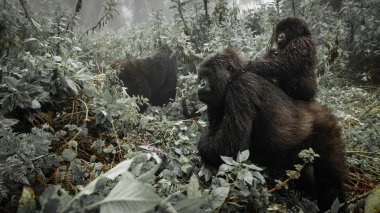 A female mountain gorilla with a baby in Rwanda clipart