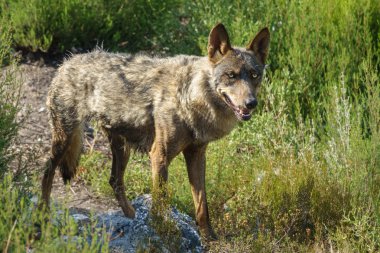 Islak Canis Lupus Signatus izliyor