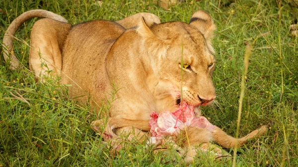 Un joven león se alimenta de un antílope recién muerto . — Foto de Stock