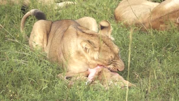 Young lion eating antelope in slow motion, flat profile — Stock Video