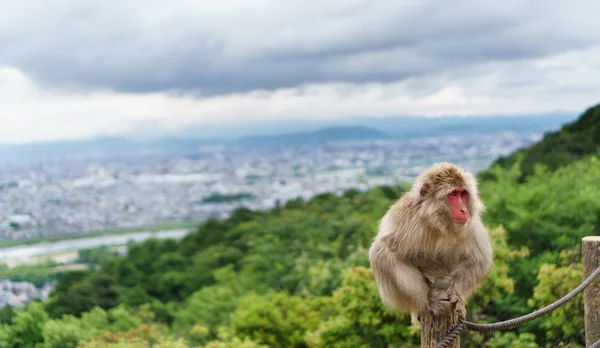 Monkey on top of trunk in Arashiyama, kyoto — Stock Photo, Image