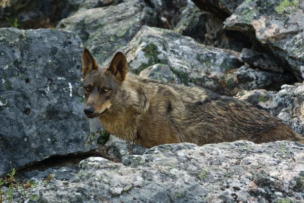 Wet Canis Lupus Signatus vigilando las rocas — Foto de Stock