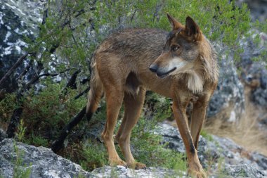 Canis Lupus Signatus kayaların üzerinden izlerken