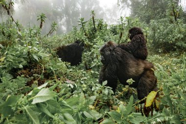 Ruanda bebekli kadın dağ goril