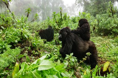 Female mountain gorilla with baby on top clipart
